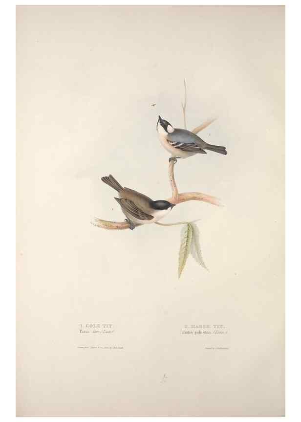 Reproducción/Reproduction 45862685575: The birds of Europe.. London,Printed by R. and J.E. Taylor, pub. by the author,1837.. 