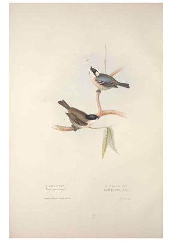 Reproducción/Reproduction 45862685575: The birds of Europe.. London,Printed by R. and J.E. Taylor, pub. by the author,1837.. 
