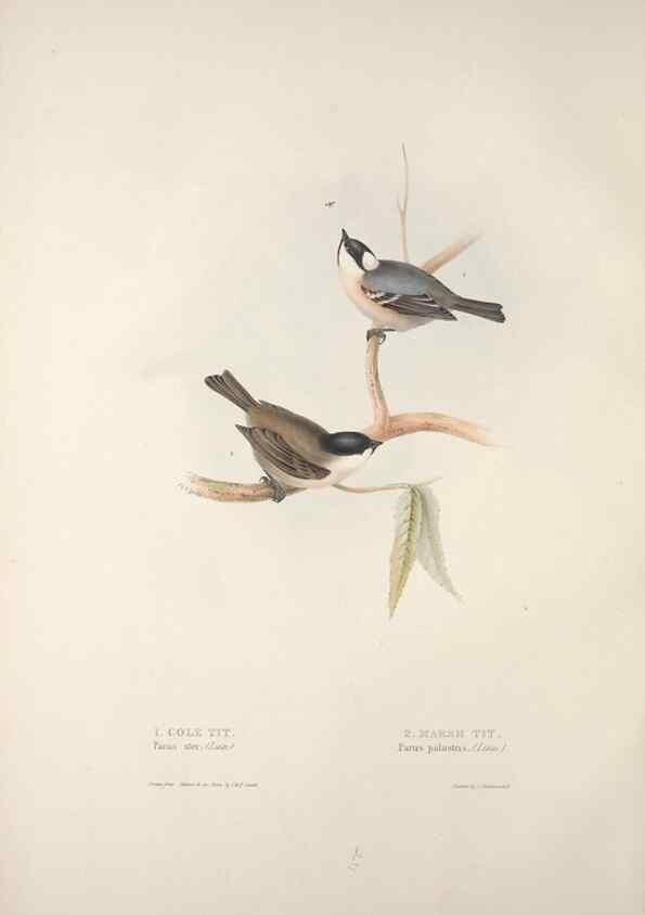 Reproducción/Reproduction 45862685575: The birds of Europe.. London,Printed by R. and J.E. Taylor, pub. by the author,1837.. 