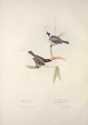 Reproducción/Reproduction 45862685575: The birds of Europe.. London,Printed by R. and J.E. Taylor, pub. by the author,1837.. 