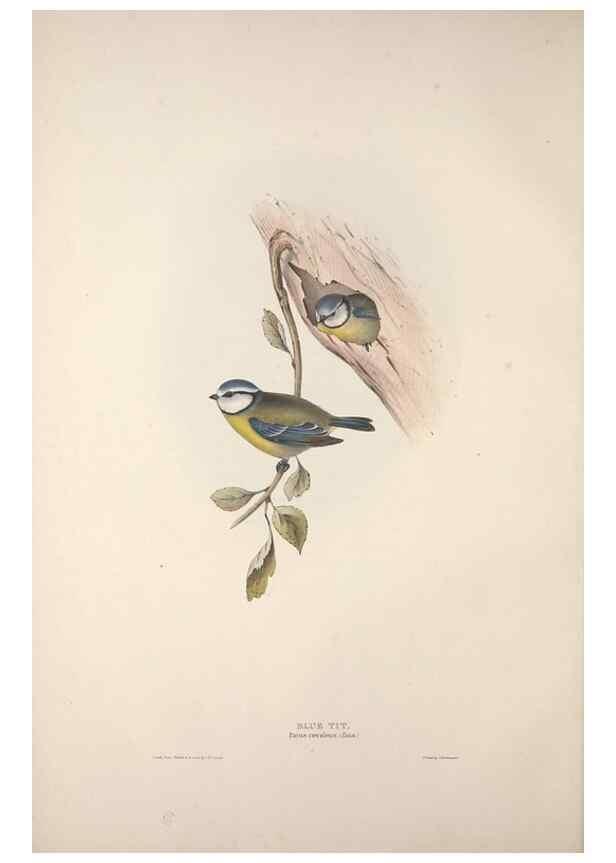 Reproducción/Reproduction 46777761851: The birds of Europe.. London,Printed by R. and J.E. Taylor, pub. by the author,1837.. 