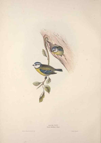 Reproducción/Reproduction 46777761851: The birds of Europe.. London,Printed by R. and J.E. Taylor, pub. by the author,1837.. 
