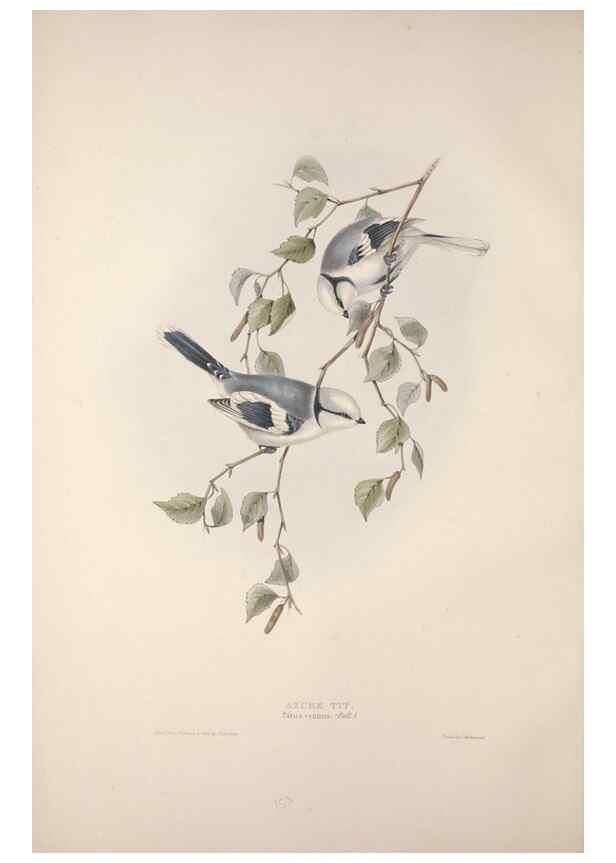 Reproducción/Reproduction 46777760801: The birds of Europe.. London,Printed by R. and J.E. Taylor, pub. by the author,1837.. 