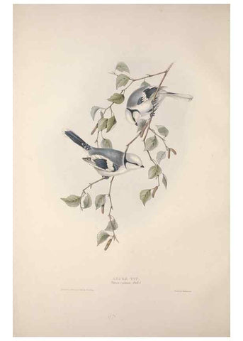 Reproducción/Reproduction 46777760801: The birds of Europe.. London,Printed by R. and J.E. Taylor, pub. by the author,1837.. 