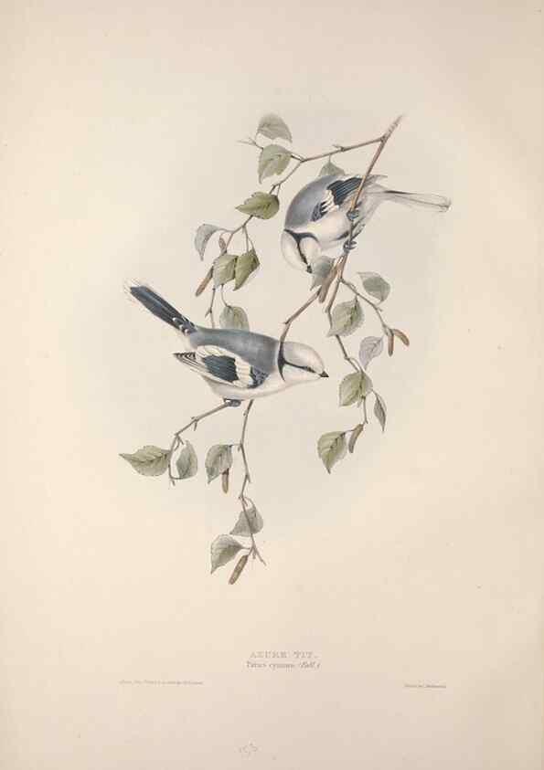Reproducción/Reproduction 46777760801: The birds of Europe.. London,Printed by R. and J.E. Taylor, pub. by the author,1837.. 
