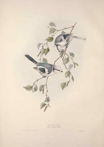 Reproducción/Reproduction 46777760801: The birds of Europe.. London,Printed by R. and J.E. Taylor, pub. by the author,1837.. 