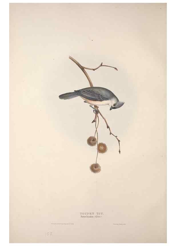 Reproducción/Reproduction 45862681585: The birds of Europe.. London,Printed by R. and J.E. Taylor, pub. by the author,1837.. 