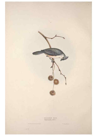 Reproducción/Reproduction 45862681585: The birds of Europe.. London,Printed by R. and J.E. Taylor, pub. by the author,1837.. 