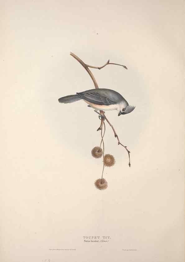 Reproducción/Reproduction 45862681585: The birds of Europe.. London,Printed by R. and J.E. Taylor, pub. by the author,1837.. 