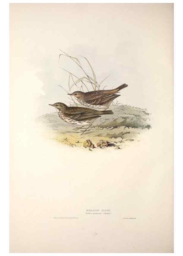 Reproducción/Reproduction 45862516055: The birds of Europe.. London,Printed by R. and J.E. Taylor, pub. by the author,1837.. 