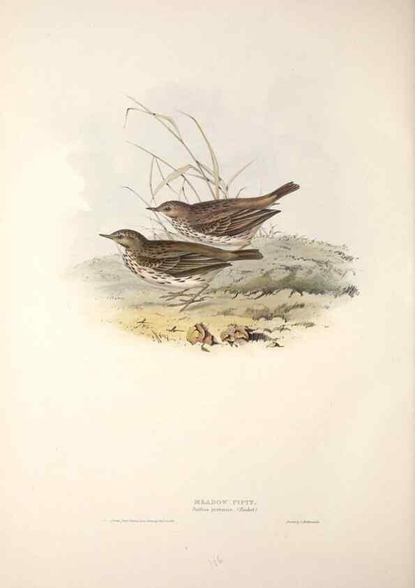 Reproducción/Reproduction 45862516055: The birds of Europe.. London,Printed by R. and J.E. Taylor, pub. by the author,1837.. 