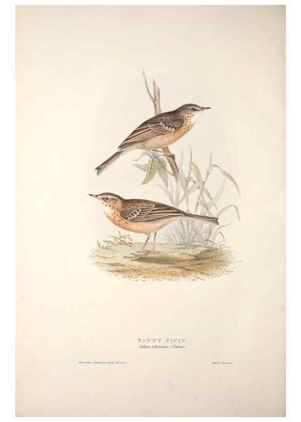 Reproducción/Reproduction 31835856417: The birds of Europe.. London,Printed by R. and J.E. Taylor, pub. by the author,1837.. 