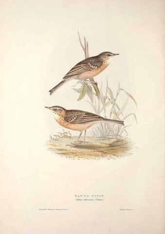 Reproducción/Reproduction 31835856417: The birds of Europe.. London,Printed by R. and J.E. Taylor, pub. by the author,1837.. 