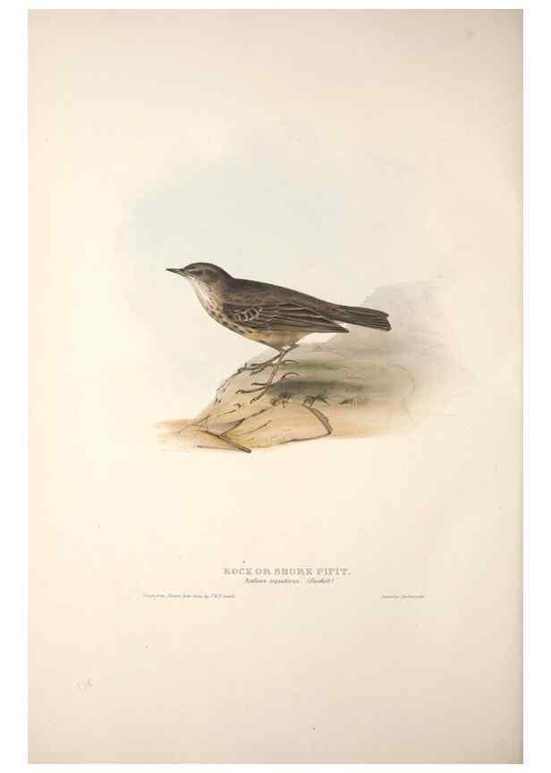 Reproducción/Reproduction 31835858037: The birds of Europe.. London,Printed by R. and J.E. Taylor, pub. by the author,1837.. 