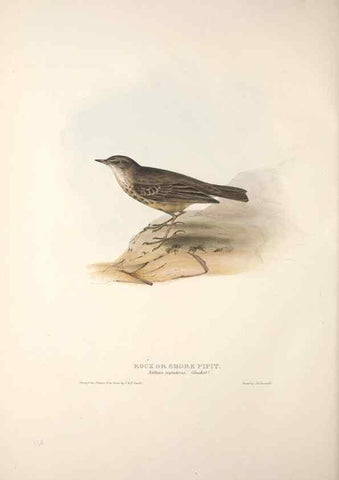 Reproducción/Reproduction 31835858037: The birds of Europe.. London,Printed by R. and J.E. Taylor, pub. by the author,1837.. 