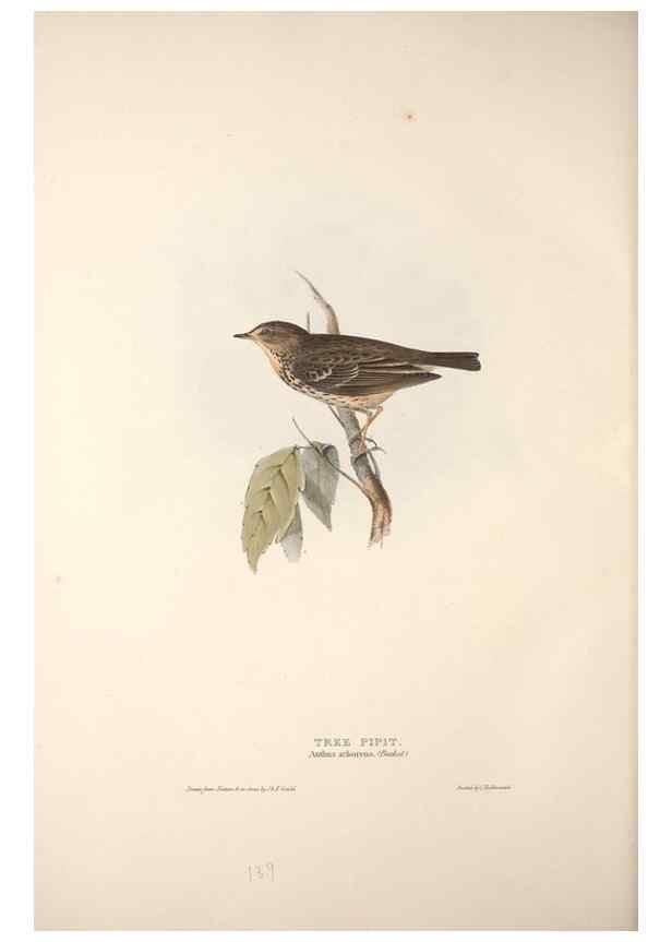 Reproducción/Reproduction 32901923428: The birds of Europe.. London,Printed by R. and J.E. Taylor, pub. by the author,1837.. 