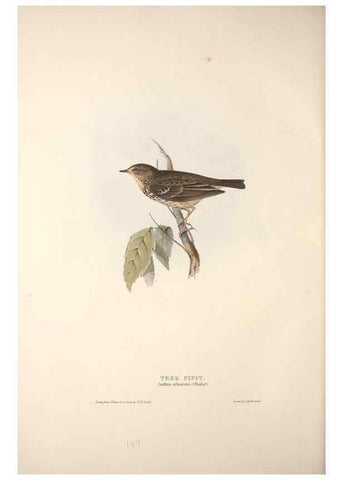 Reproducción/Reproduction 32901923428: The birds of Europe.. London,Printed by R. and J.E. Taylor, pub. by the author,1837.. 