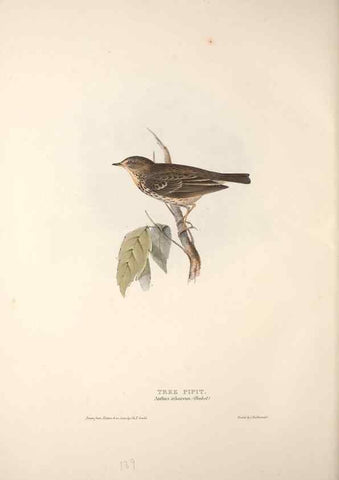 Reproducción/Reproduction 32901923428: The birds of Europe.. London,Printed by R. and J.E. Taylor, pub. by the author,1837.. 