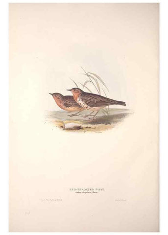 Reproducción/Reproduction 32901924088: The birds of Europe.. London,Printed by R. and J.E. Taylor, pub. by the author,1837.. 
