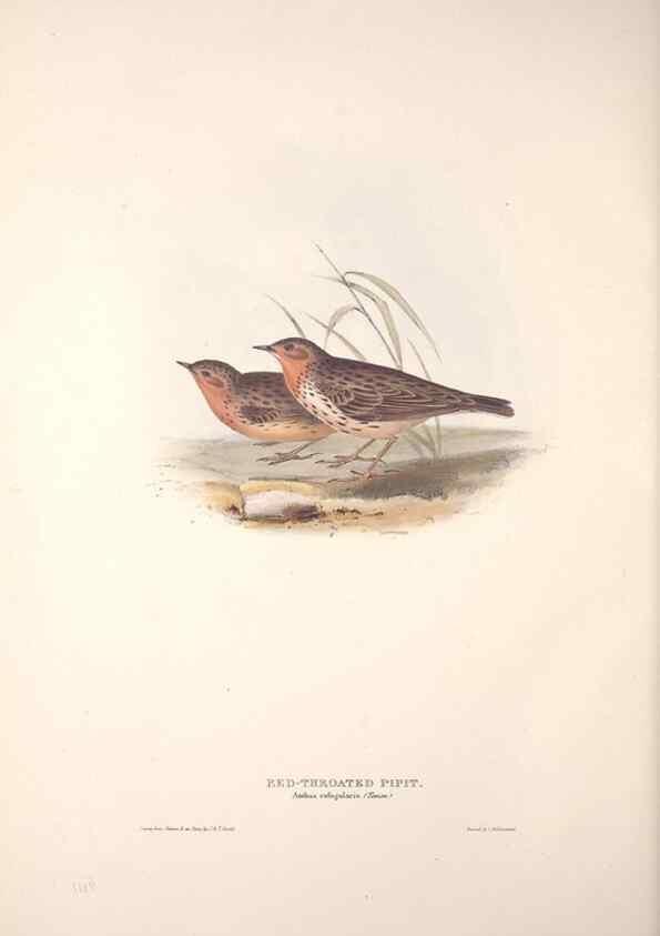Reproducción/Reproduction 32901924088: The birds of Europe.. London,Printed by R. and J.E. Taylor, pub. by the author,1837.. 