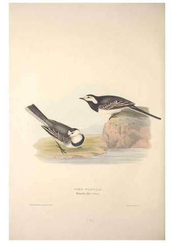 Reproducción/Reproduction 32901924568: The birds of Europe.. London,Printed by R. and J.E. Taylor, pub. by the author,1837.. 