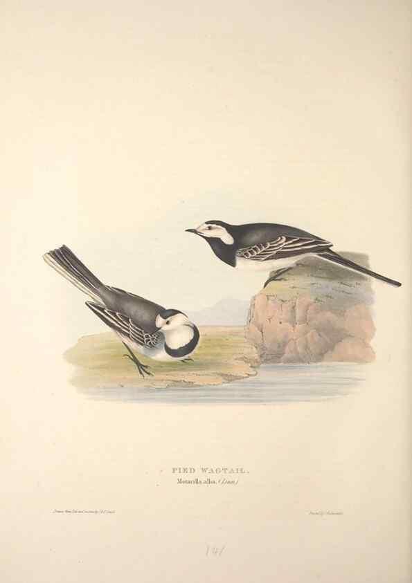 Reproducción/Reproduction 32901924568: The birds of Europe.. London,Printed by R. and J.E. Taylor, pub. by the author,1837.. 