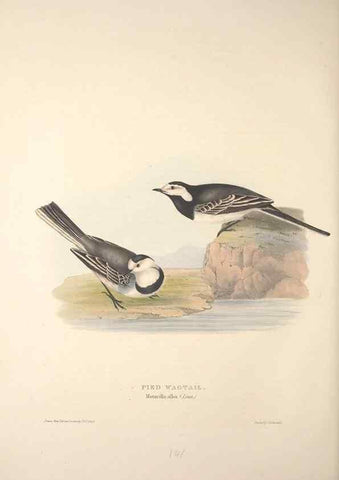 Reproducción/Reproduction 32901924568: The birds of Europe.. London,Printed by R. and J.E. Taylor, pub. by the author,1837.. 