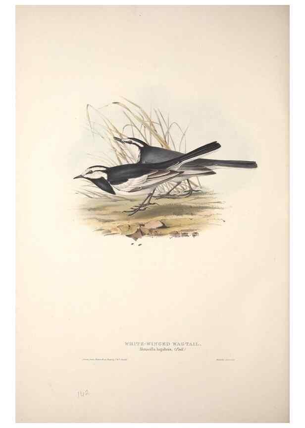 Reproducción/Reproduction 46724862442: The birds of Europe.. London,Printed by R. and J.E. Taylor, pub. by the author,1837.. 