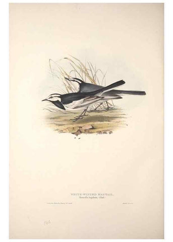 Reproducción/Reproduction 46724862442: The birds of Europe.. London,Printed by R. and J.E. Taylor, pub. by the author,1837.. 