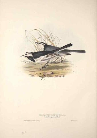 Reproducción/Reproduction 46724862442: The birds of Europe.. London,Printed by R. and J.E. Taylor, pub. by the author,1837.. 