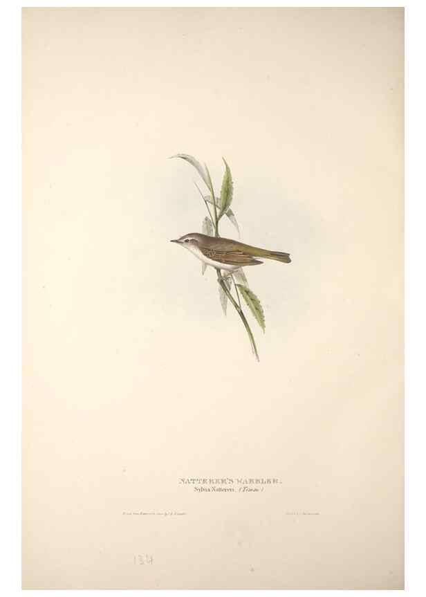 Reproducción/Reproduction 31835853287: The birds of Europe.. London,Printed by R. and J.E. Taylor, pub. by the author,1837.. 