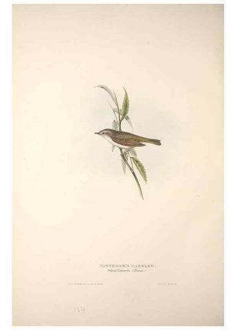 Reproducción/Reproduction 31835853287: The birds of Europe.. London,Printed by R. and J.E. Taylor, pub. by the author,1837.. 