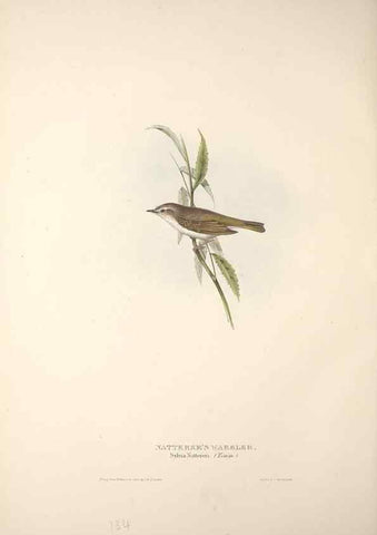 Reproducción/Reproduction 31835853287: The birds of Europe.. London,Printed by R. and J.E. Taylor, pub. by the author,1837.. 
