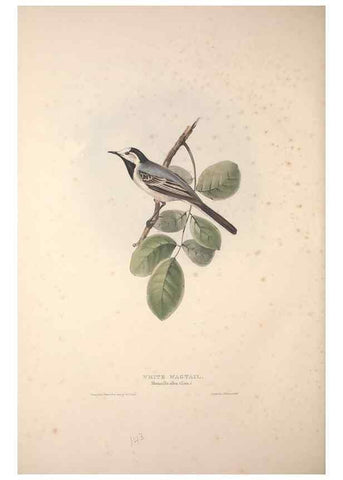 Reproducción/Reproduction 46724864012: The birds of Europe.. London,Printed by R. and J.E. Taylor, pub. by the author,1837.. 