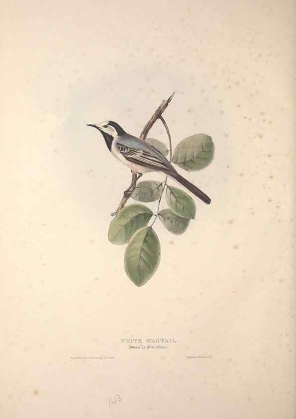 Reproducción/Reproduction 46724864012: The birds of Europe.. London,Printed by R. and J.E. Taylor, pub. by the author,1837.. 