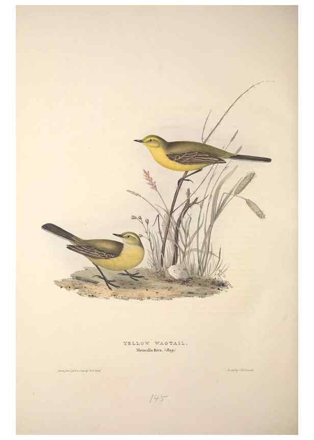 Reproducción/Reproduction 46777638171: The birds of Europe.. London,Printed by R. and J.E. Taylor, pub. by the author,1837.. 