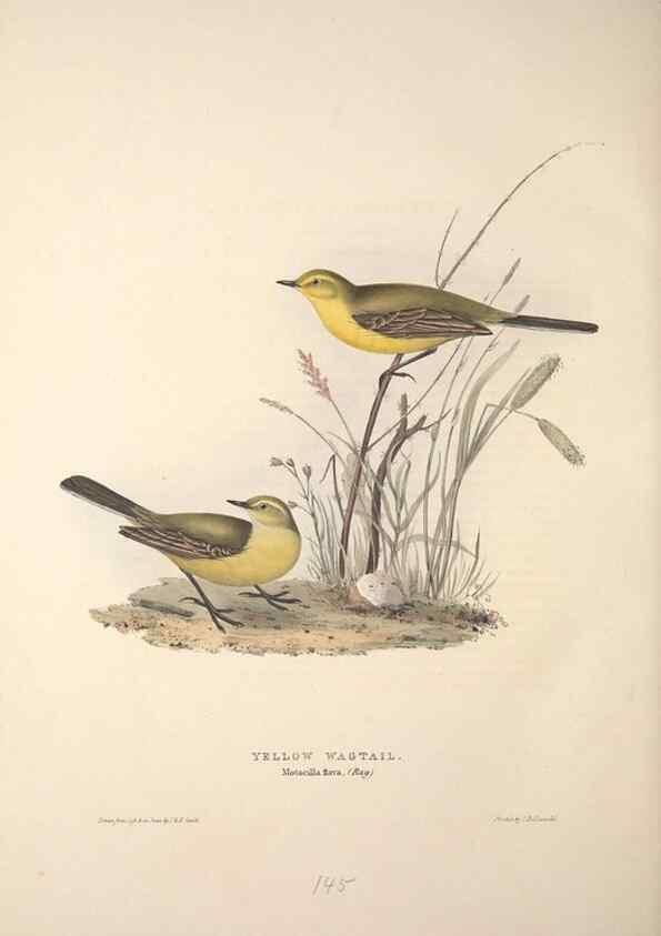 Reproducción/Reproduction 46777638171: The birds of Europe.. London,Printed by R. and J.E. Taylor, pub. by the author,1837.. 