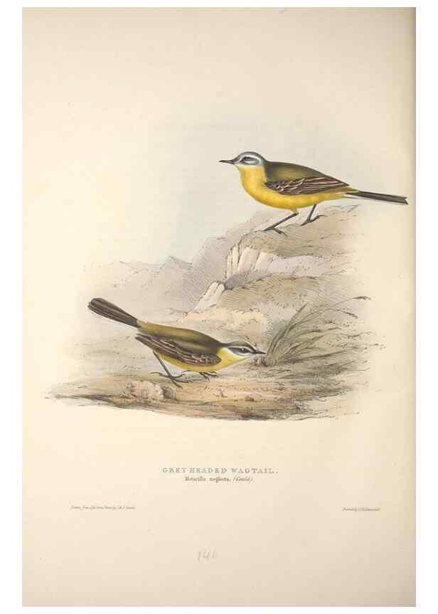 Reproducción/Reproduction 46724865782: The birds of Europe.. London,Printed by R. and J.E. Taylor, pub. by the author,1837.. 