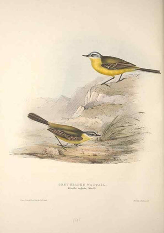 Reproducción/Reproduction 46724865782: The birds of Europe.. London,Printed by R. and J.E. Taylor, pub. by the author,1837.. 