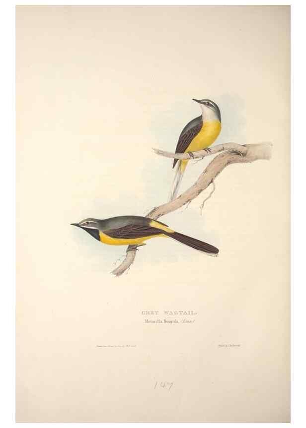 Reproducción/Reproduction 46052482254: The birds of Europe.. London,Printed by R. and J.E. Taylor, pub. by the author,1837.. 
