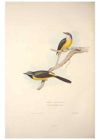 Reproducción/Reproduction 46052482254: The birds of Europe.. London,Printed by R. and J.E. Taylor, pub. by the author,1837.. 