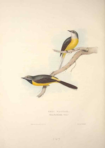 Reproducción/Reproduction 46052482254: The birds of Europe.. London,Printed by R. and J.E. Taylor, pub. by the author,1837.. 