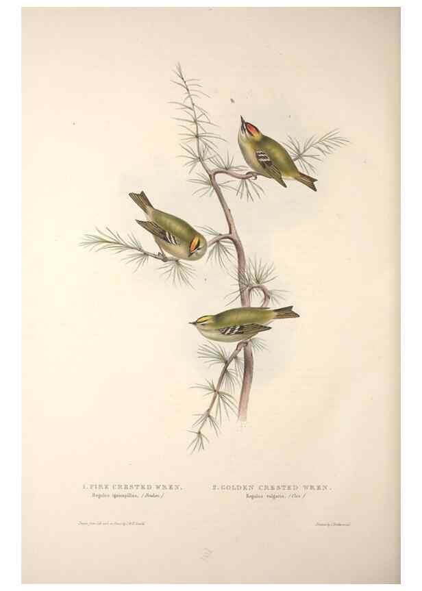 Reproducción/Reproduction 31835871977: The birds of Europe.. London,Printed by R. and J.E. Taylor, pub. by the author,1837.. 