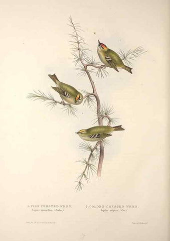 Reproducción/Reproduction 31835871977: The birds of Europe.. London,Printed by R. and J.E. Taylor, pub. by the author,1837.. 