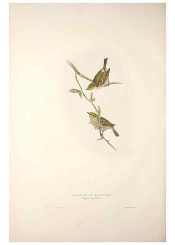 Reproducción/Reproduction 45862529095: The birds of Europe.. London,Printed by R. and J.E. Taylor, pub. by the author,1837.. 