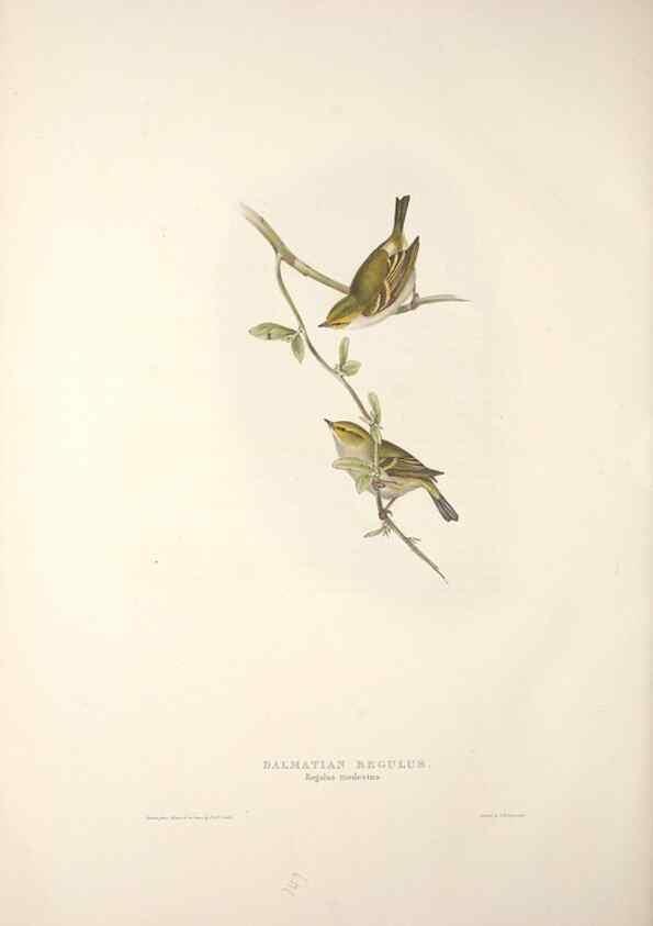 Reproducción/Reproduction 45862529095: The birds of Europe.. London,Printed by R. and J.E. Taylor, pub. by the author,1837.. 
