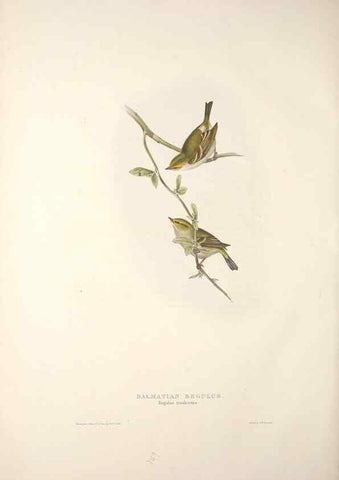 Reproducción/Reproduction 45862529095: The birds of Europe.. London,Printed by R. and J.E. Taylor, pub. by the author,1837.. 