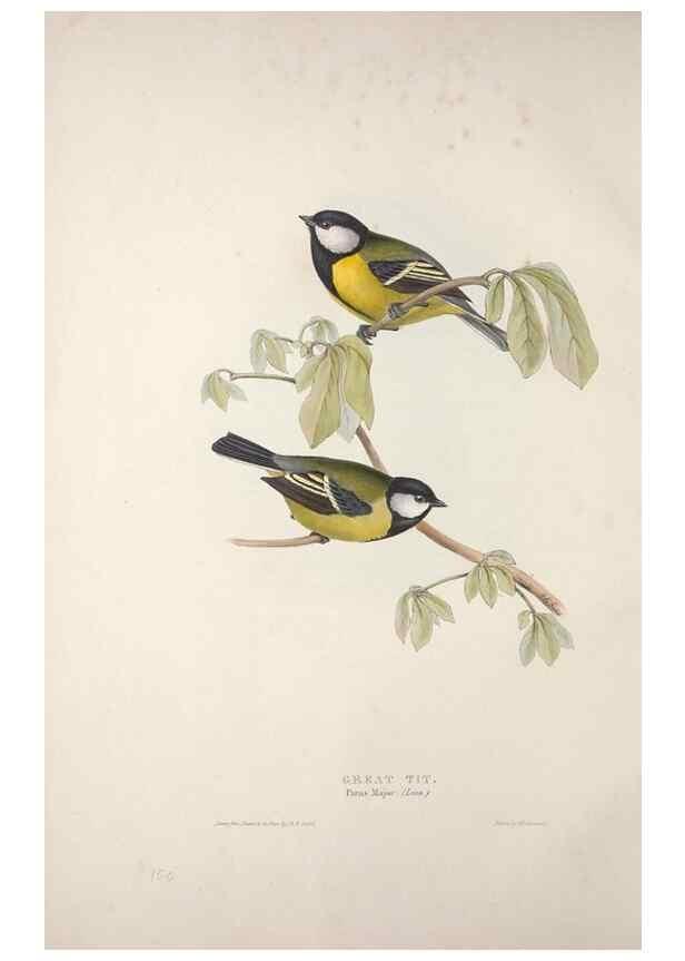 Reproducción/Reproduction 46724996922: The birds of Europe.. London,Printed by R. and J.E. Taylor, pub. by the author,1837.. 