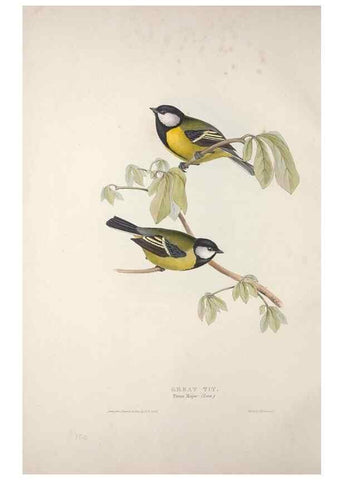 Reproducción/Reproduction 46724996922: The birds of Europe.. London,Printed by R. and J.E. Taylor, pub. by the author,1837.. 