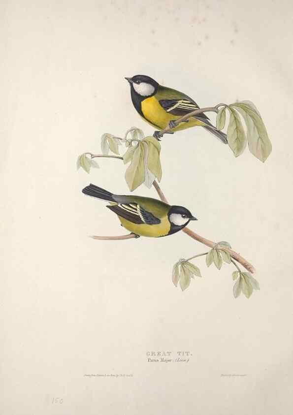 Reproducción/Reproduction 46724996922: The birds of Europe.. London,Printed by R. and J.E. Taylor, pub. by the author,1837.. 